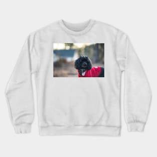 What's that Crewneck Sweatshirt